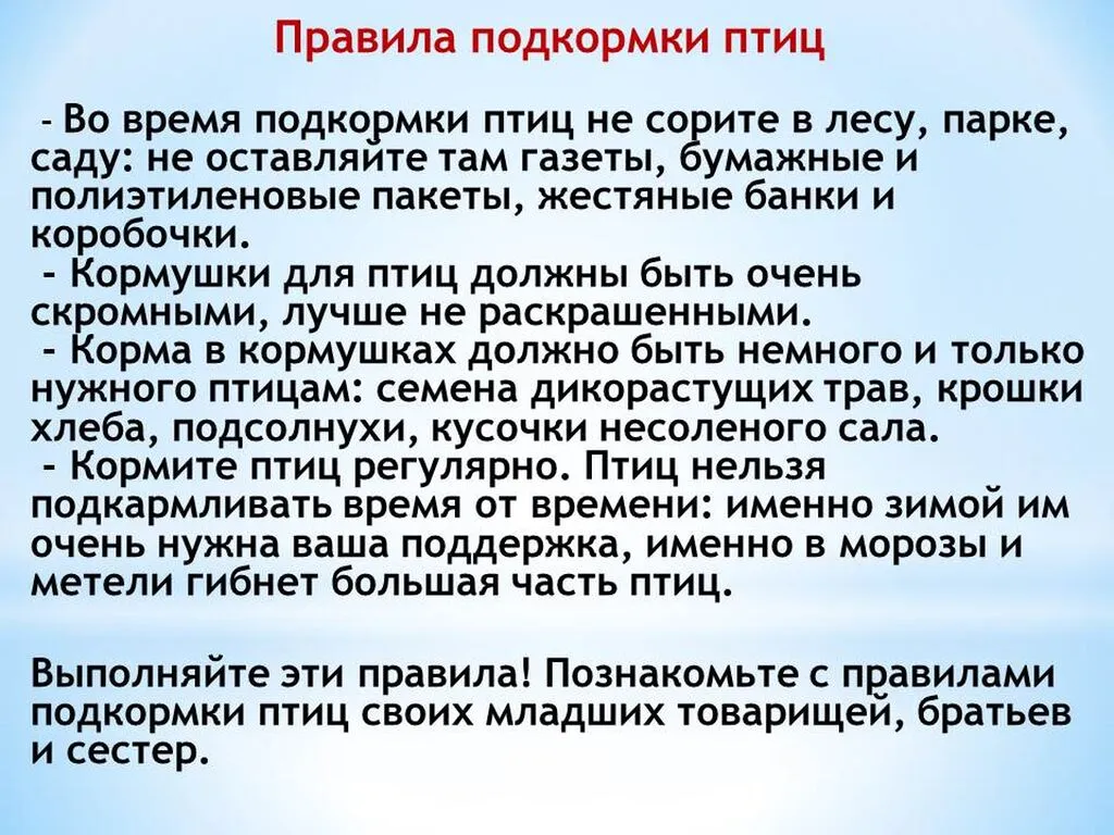 день птиц 01.