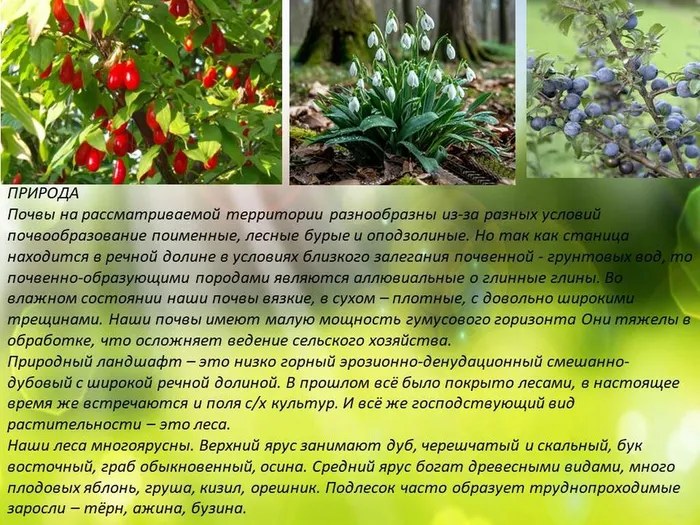 О ТОЙ ЗЕМЛЕ,ГДЕ ТЫ РОДИЛСЯ44pptx