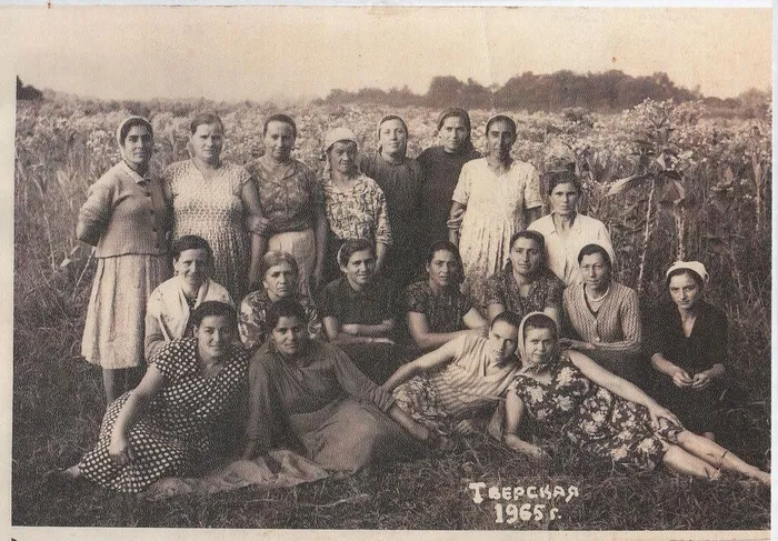 ломка табака 1965