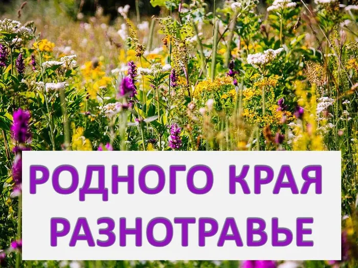 родного края разнотравье